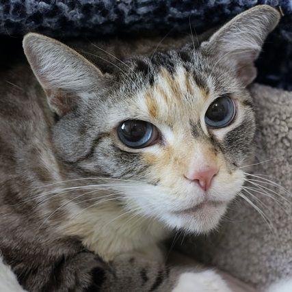 Chai, a Adoptable mixed breed in Portland, OR image 1/4