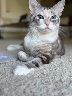 Enlarge Chai, a Adoptable mixed breed in Portland, OR image 1/6