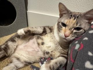 Chai, a Adoptable mixed breed in Portland, OR image 2/4