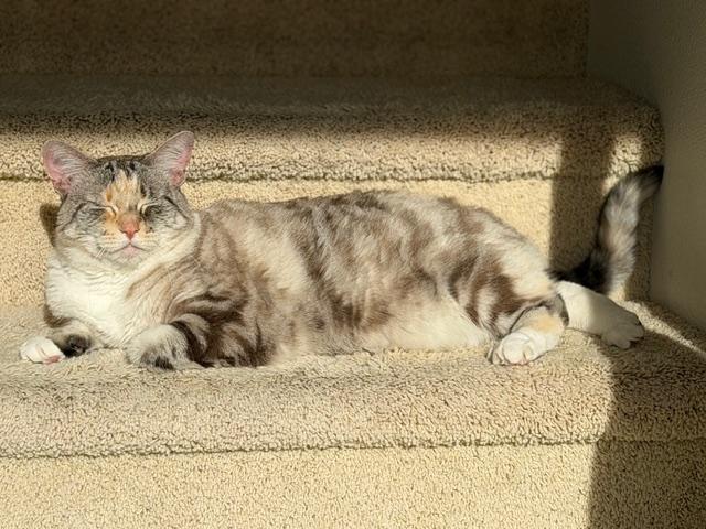 Chai — thumbnail 3