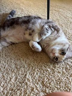 Enlarge Chai, a Adoptable mixed breed in Portland, OR image 4/6