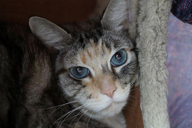 Chai, a Adoptable mixed breed in Portland, OR image 4/4