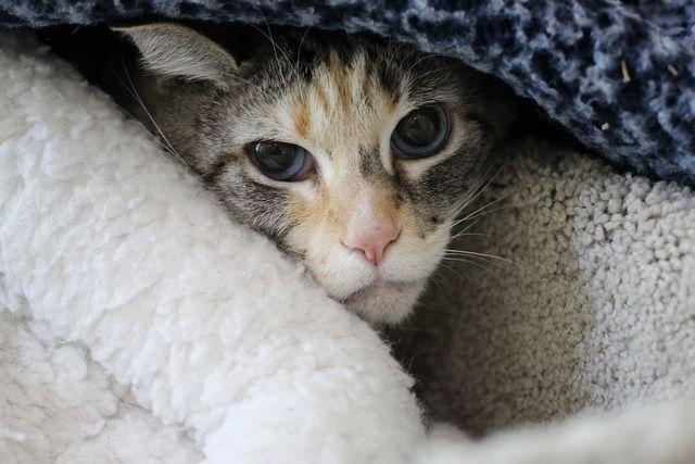 Chai, a Adoptable mixed breed in Portland, OR image 4/4