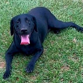 Abby, an adopted mixed breed in Elkton, MD image 2/5