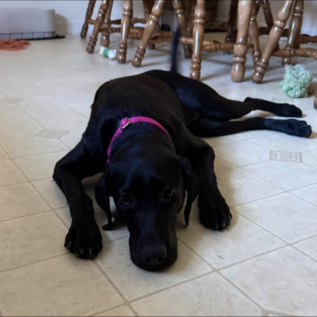 Abby, an adopted mixed breed in Elkton, MD image 5/5
