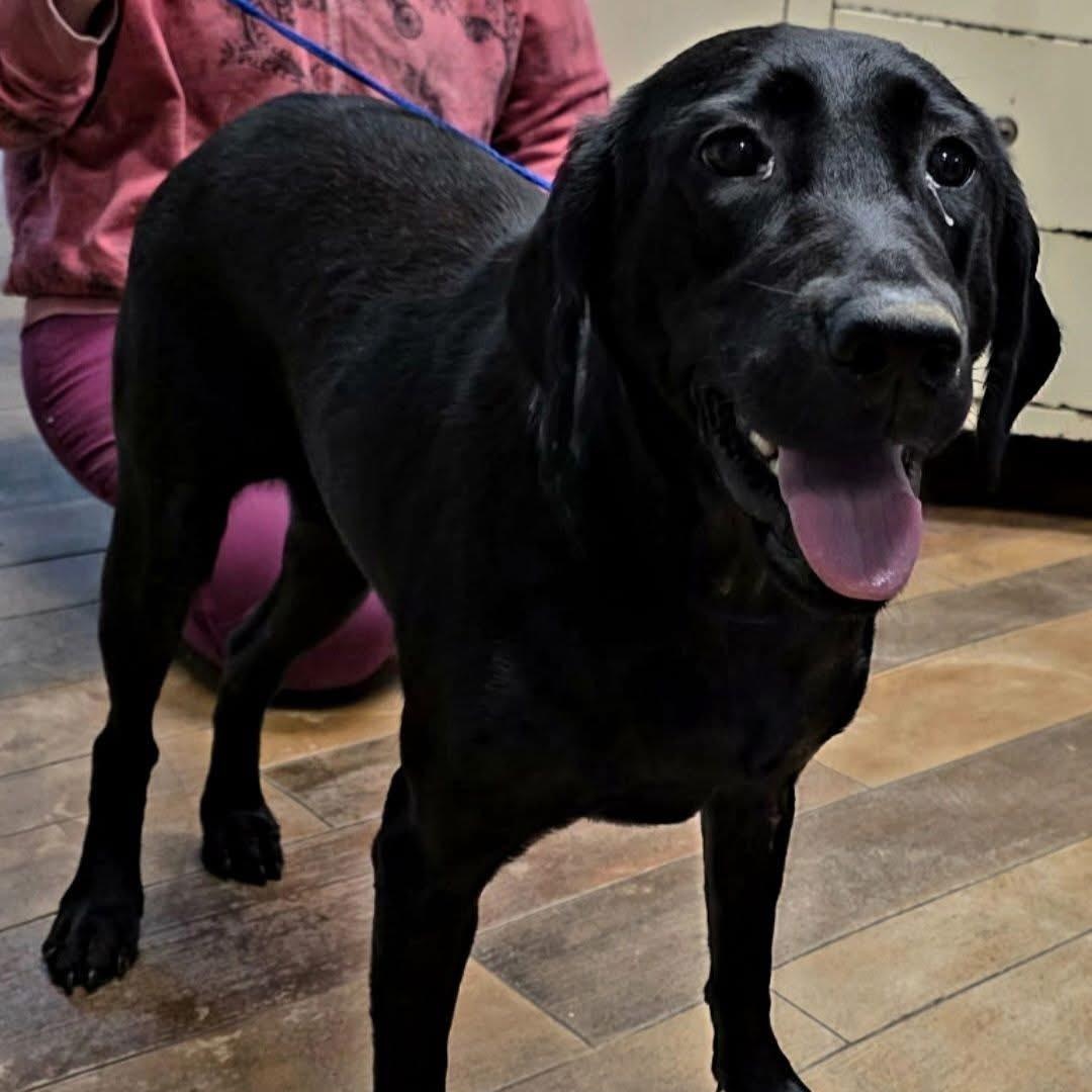Abby, an adopted mixed breed in Elkton, MD image 1/5