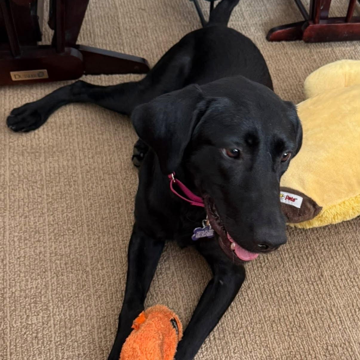 Abby, an adopted mixed breed in Elkton, MD image 3/5