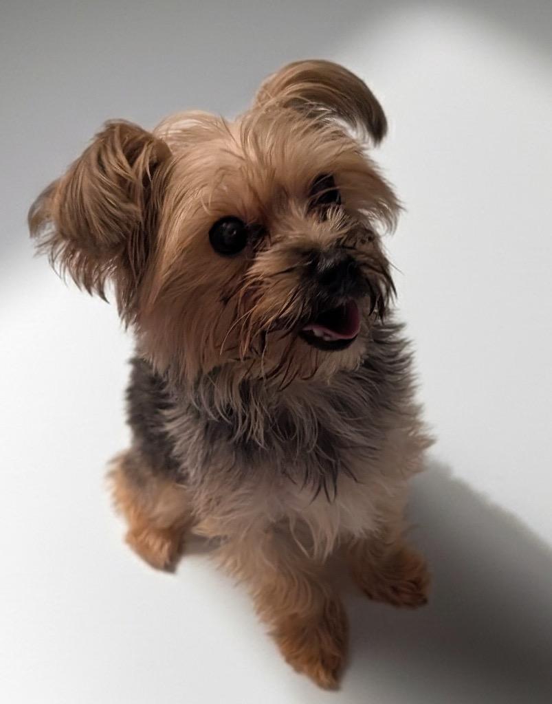 Harley, a Adopted Yorkshire Terrier in Fort Myers, FL image 1/2