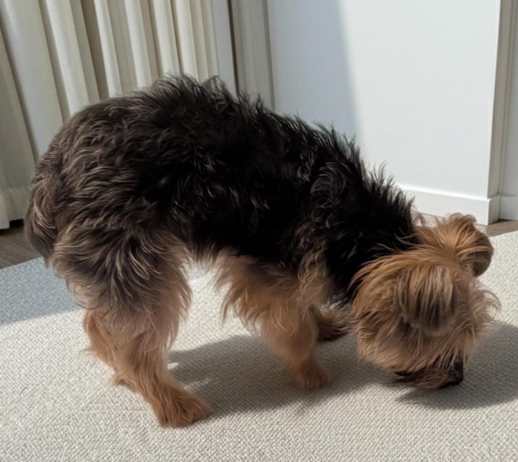 Harley, a Adopted Yorkshire Terrier in Fort Myers, FL image 2/2