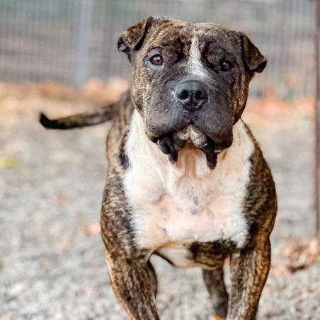 Sir Wrinklesworth, Adoptable, Young Male Shar-Pei & Mixed Breed.