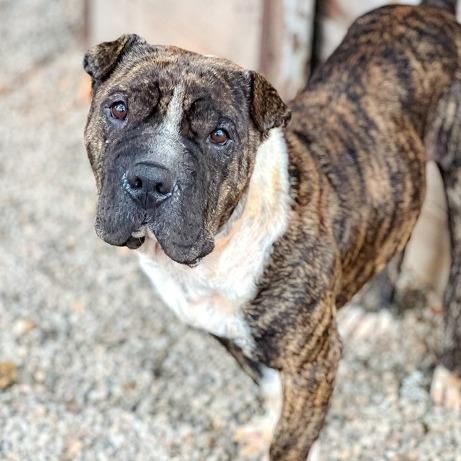 Enlarge Sir Wrinklesworth, a Adoptable mixed breed in Salem, OR image 2/6