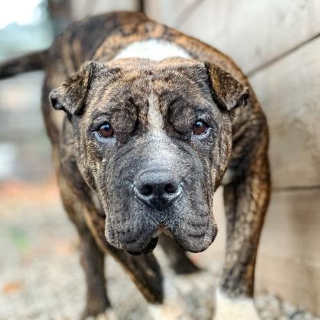 Enlarge Sir Wrinklesworth, a Adoptable mixed breed in Salem, OR image 3/6