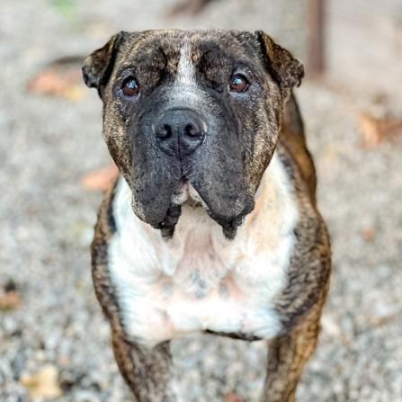 Enlarge Sir Wrinklesworth, a Adoptable mixed breed in Salem, OR image 4/6