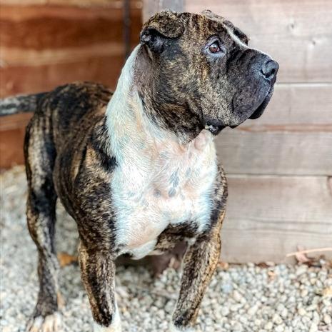 Enlarge Sir Wrinklesworth, a Adoptable mixed breed in Salem, OR image 5/6