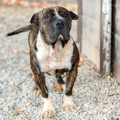 Enlarge Sir Wrinklesworth, a Adoptable mixed breed in Salem, OR image 6/6