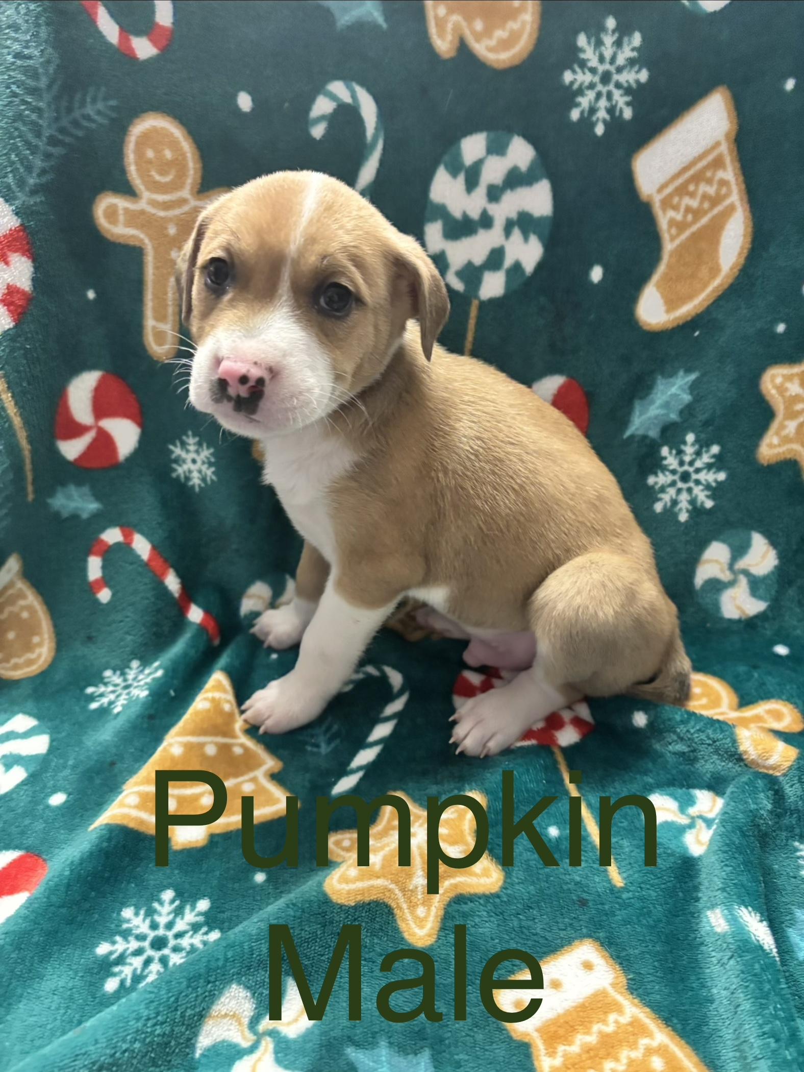 Enlarge Pumpkin, an adopted mixed breed in Hamilton , NJ image 1/1