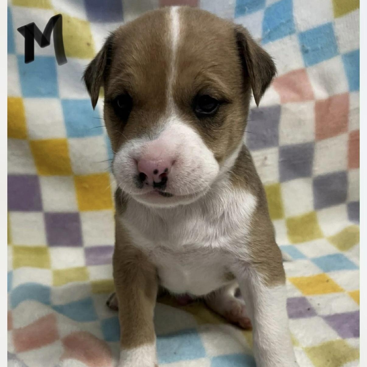 Pumpkin, Adoptable, Puppy Male Pit Bull Terrier.