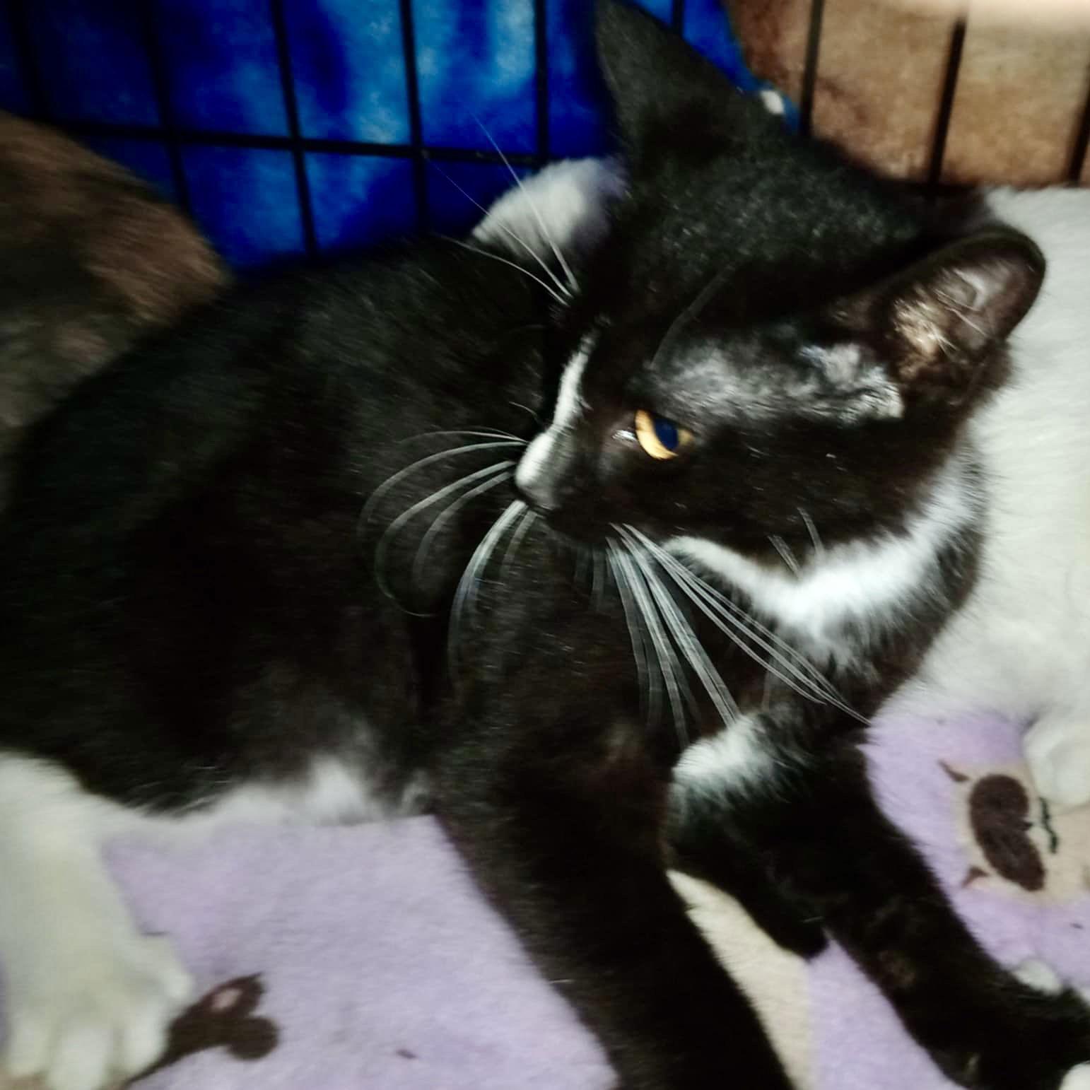 Matilda, Adopted, Young Female Domestic Short Hair.