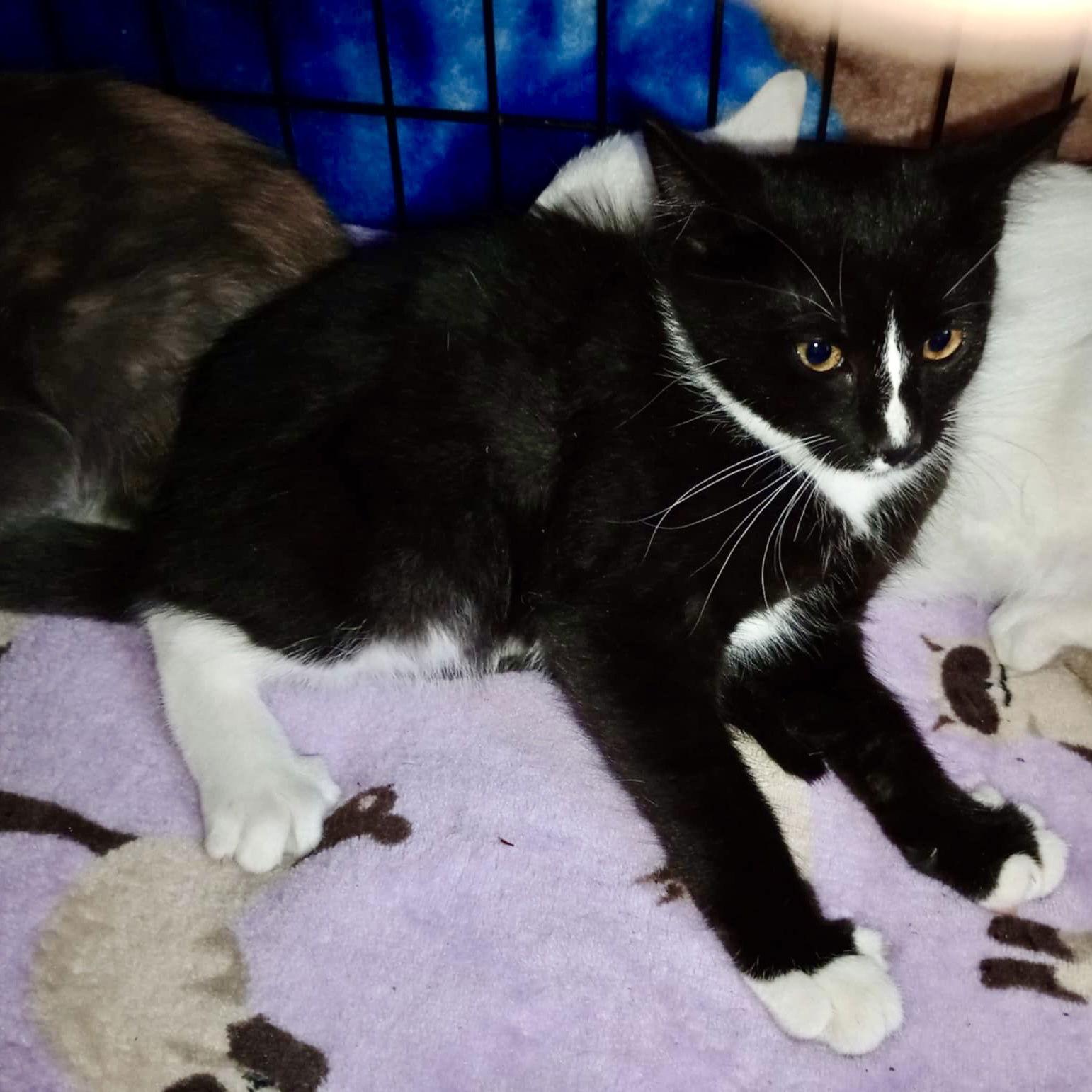 Matilda, a Adopted Domestic Short Hair in Piedmont, MO image 2/2