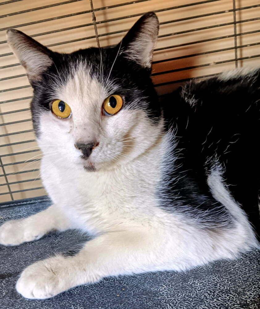 Scooter, Adoptable, Adult Male Domestic Short Hair.