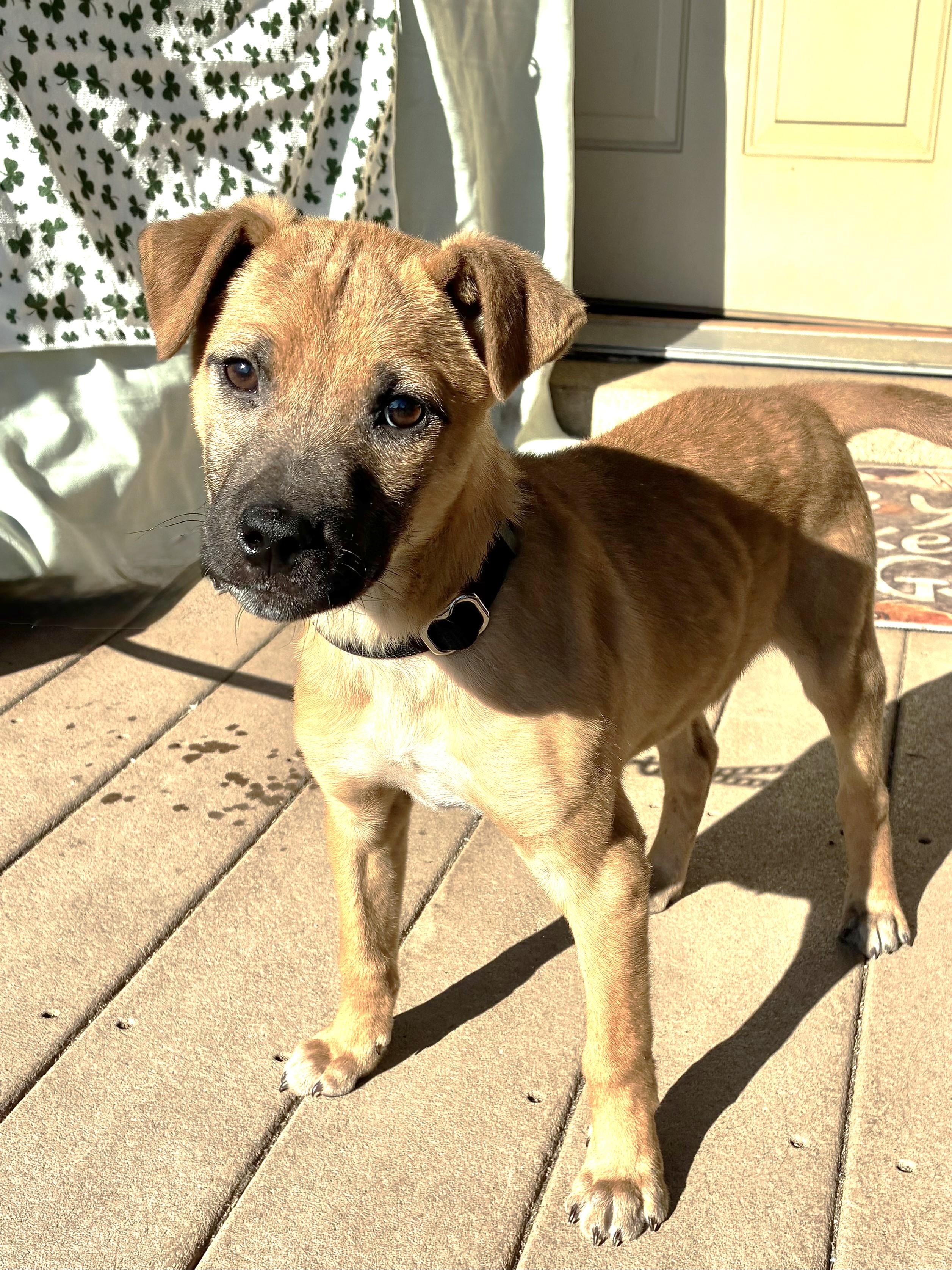 Erny, adopted, Puppy Male Mountain Cur.