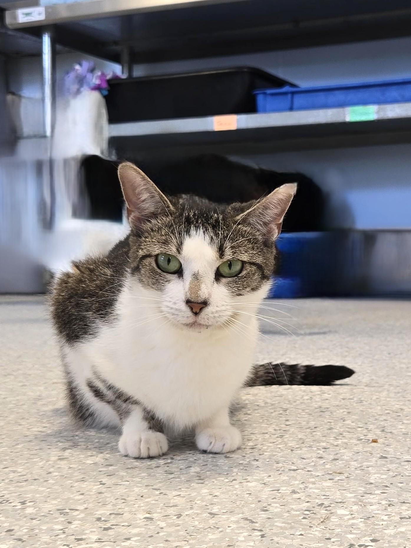 Enlarge Olive, a Adoptable Domestic Short Hair in Eglin AFB, FL image 2/2