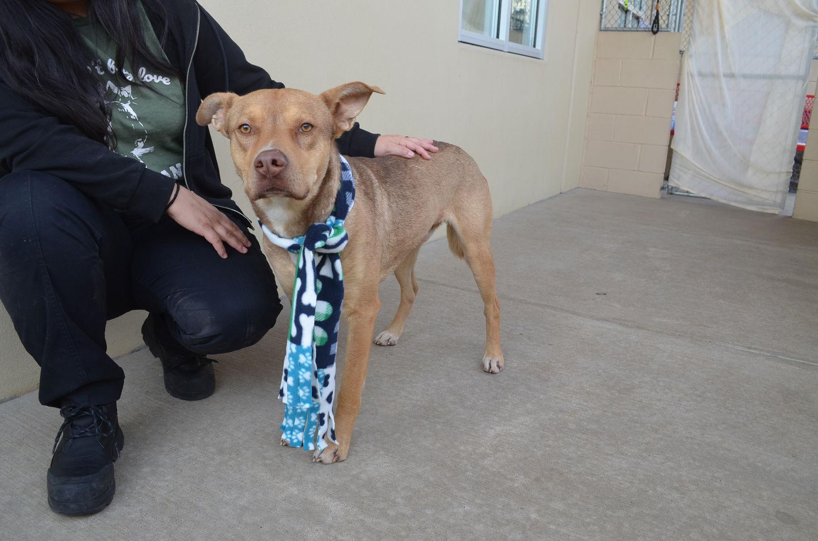 Enlarge Elmer, a Adoptable Shepherd in McKinney, TX image 1/3