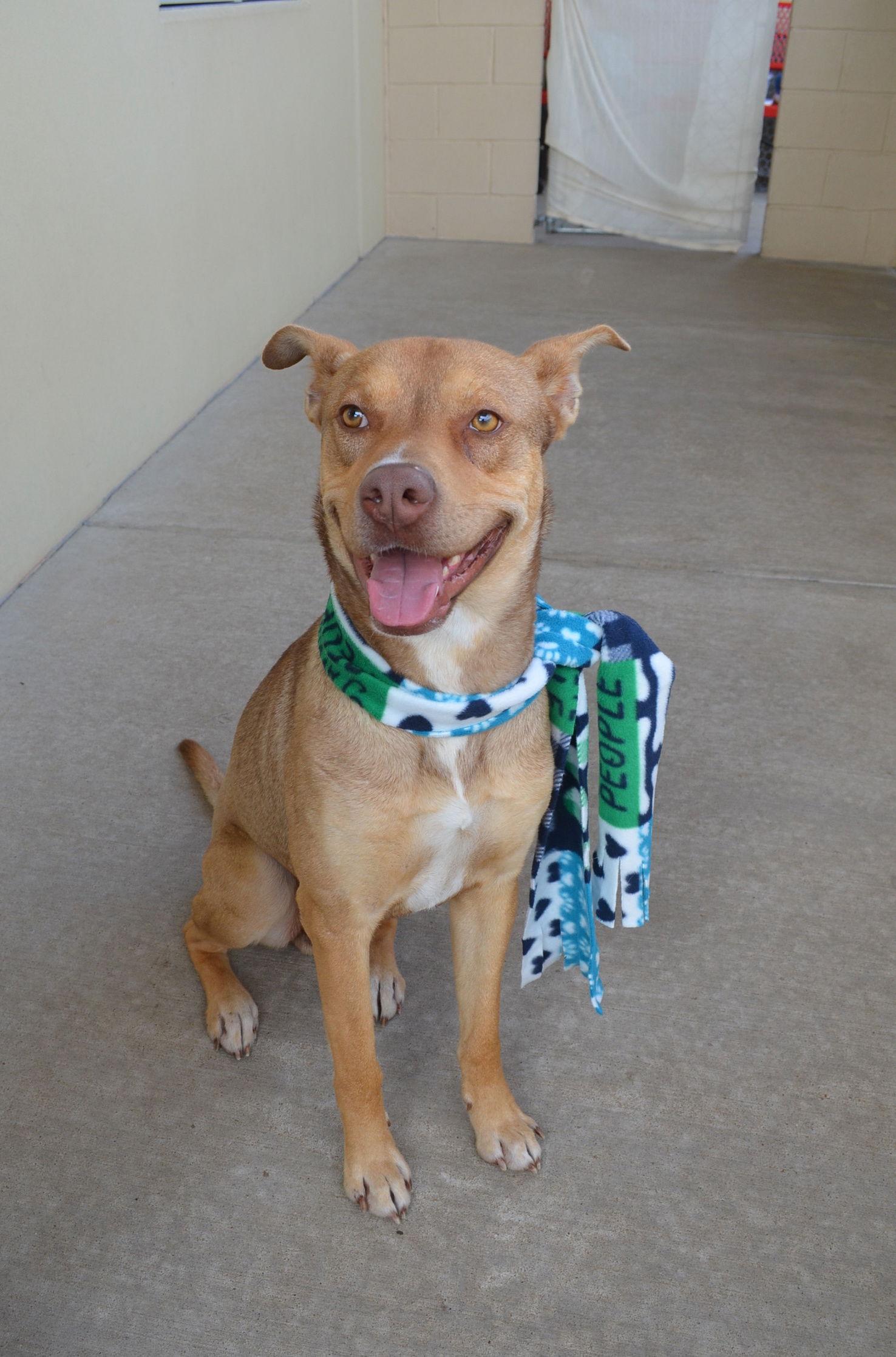 Enlarge Elmer, a Adoptable Shepherd in McKinney, TX image 2/3