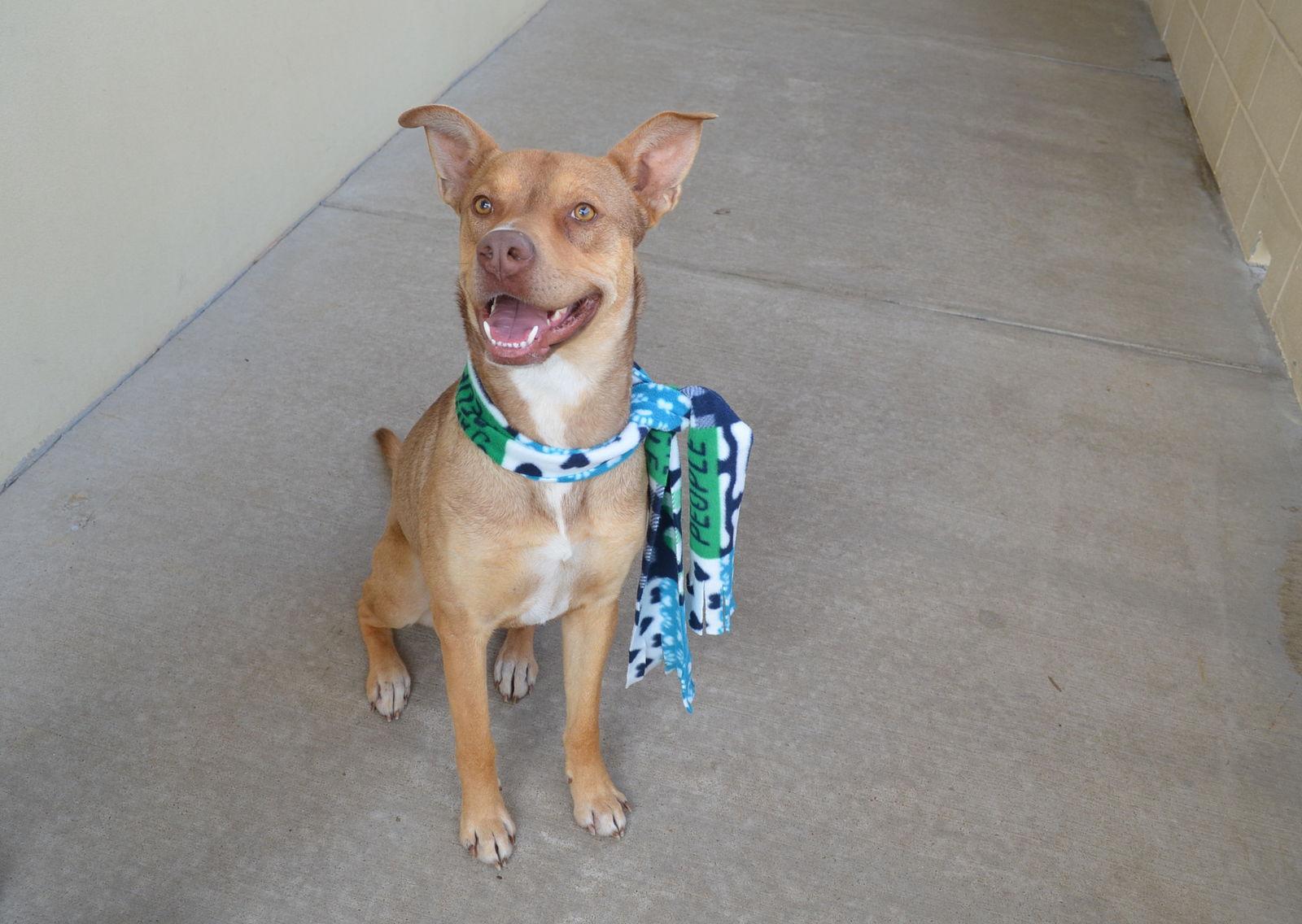 Enlarge Elmer, a Adoptable Shepherd in McKinney, TX image 3/3