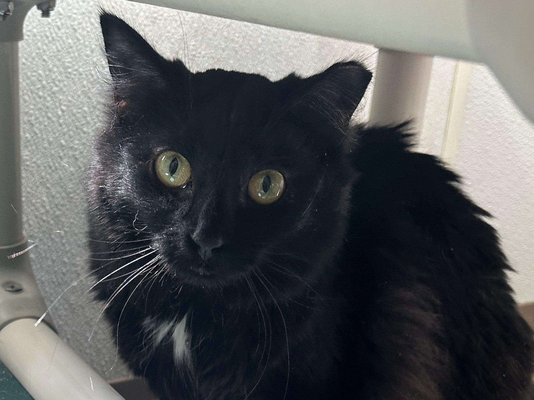 Derby - $20 SHY CAT SPECIAL photo 3