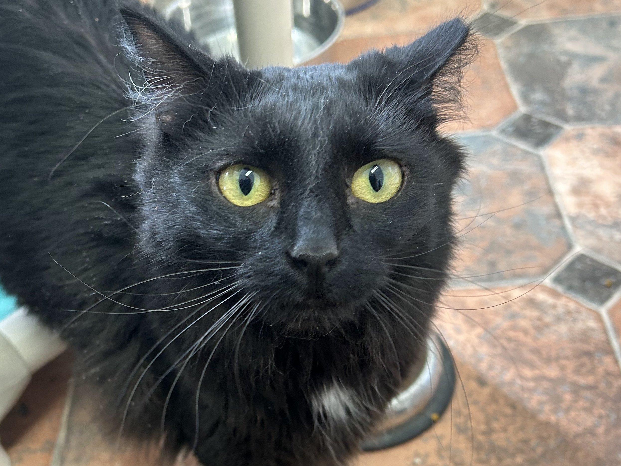 Derby - $20 SHY CAT SPECIAL, Adult Female Domestic Medium Hair