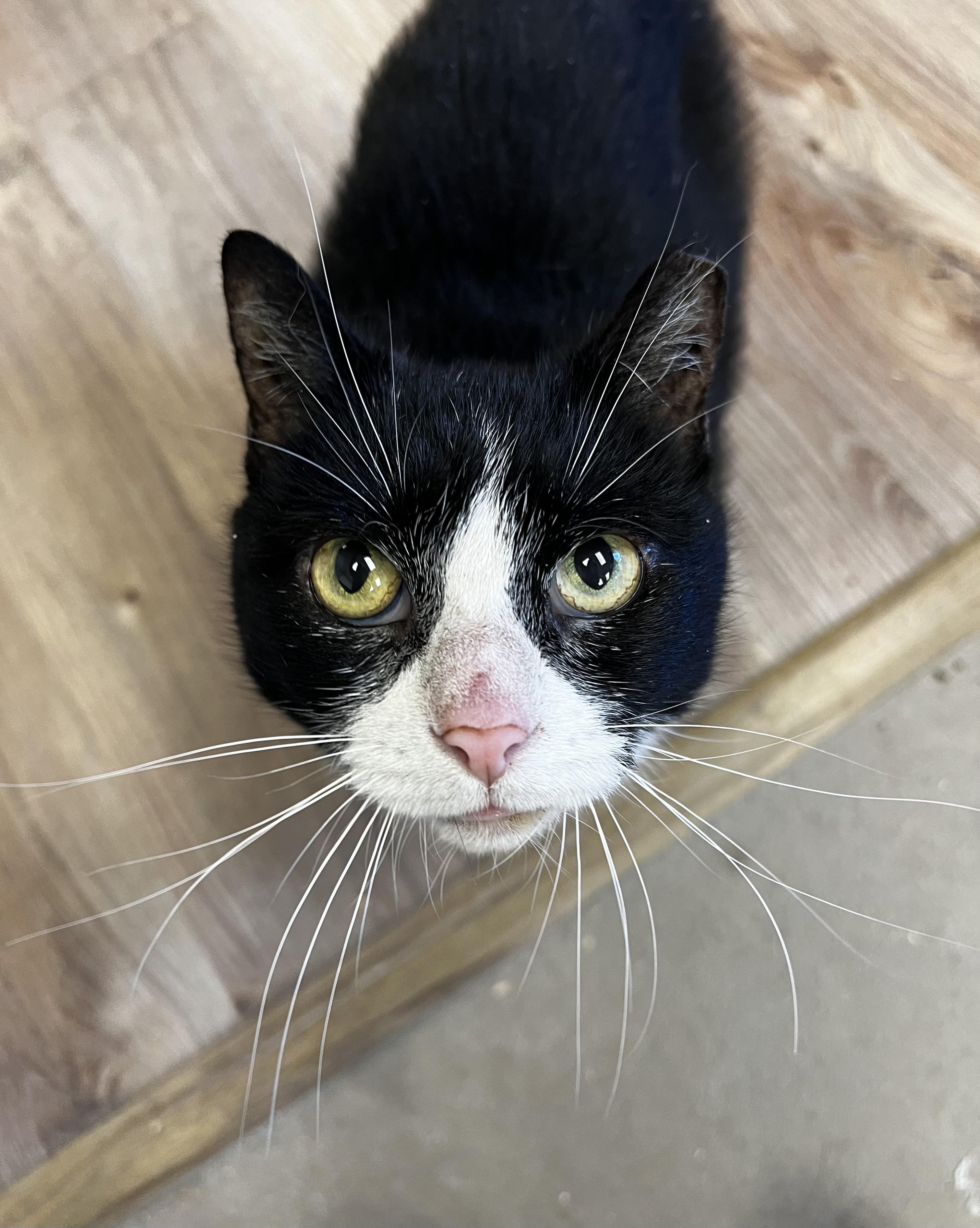 Papaya, Adoptable, Adult Female Domestic Short Hair.