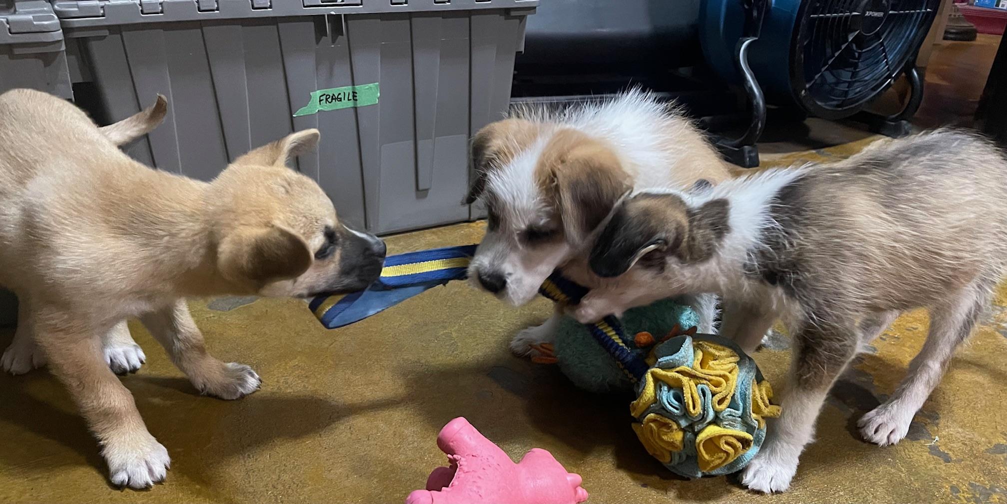 Charlie Brown thumbnail 2