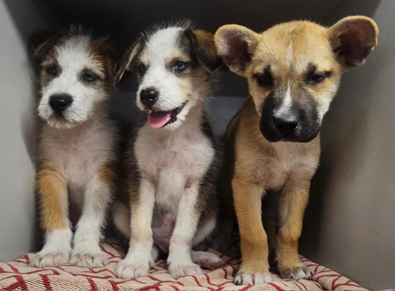 Charlie Brown thumbnail 3