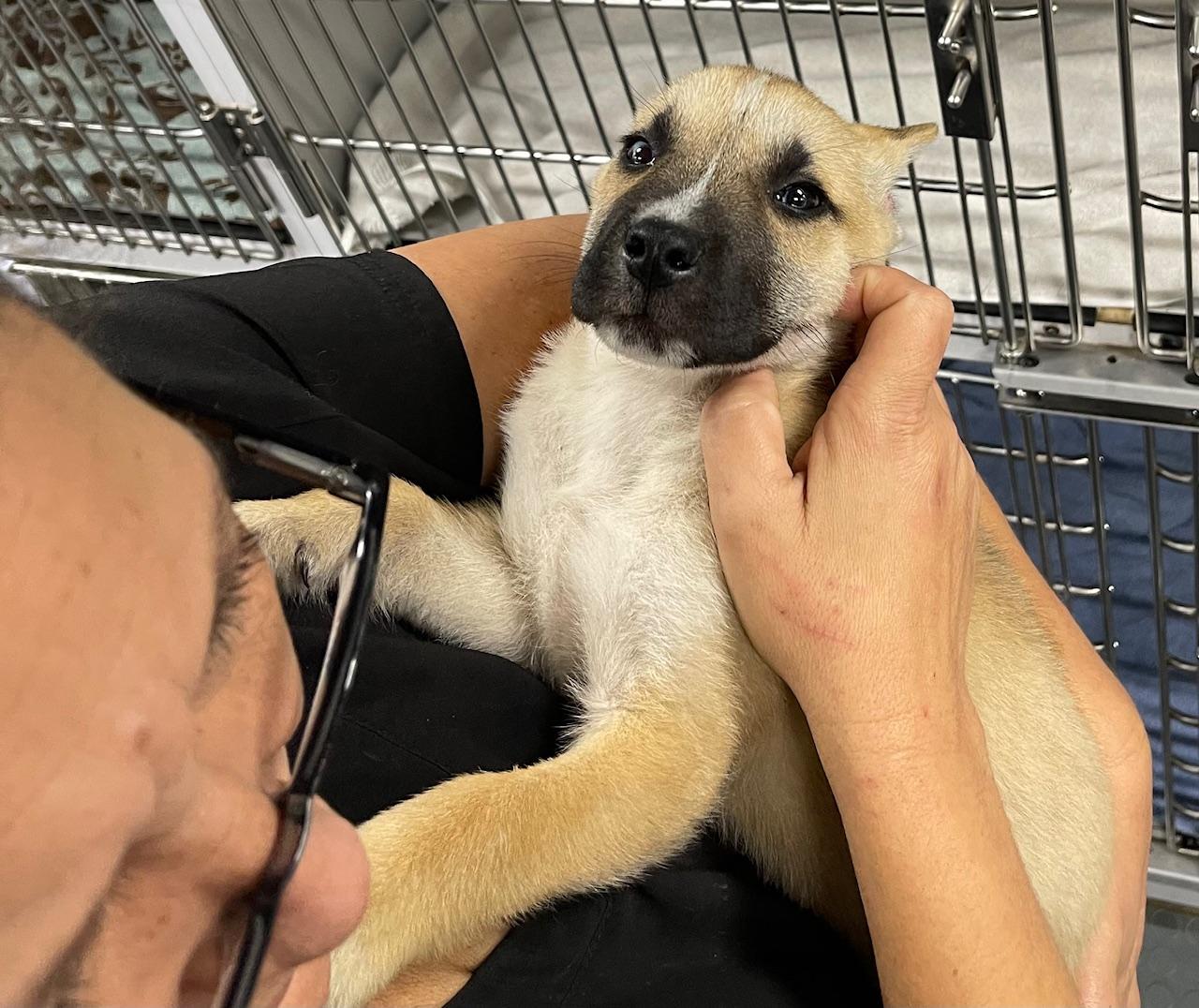 Charlie Brown thumbnail 5