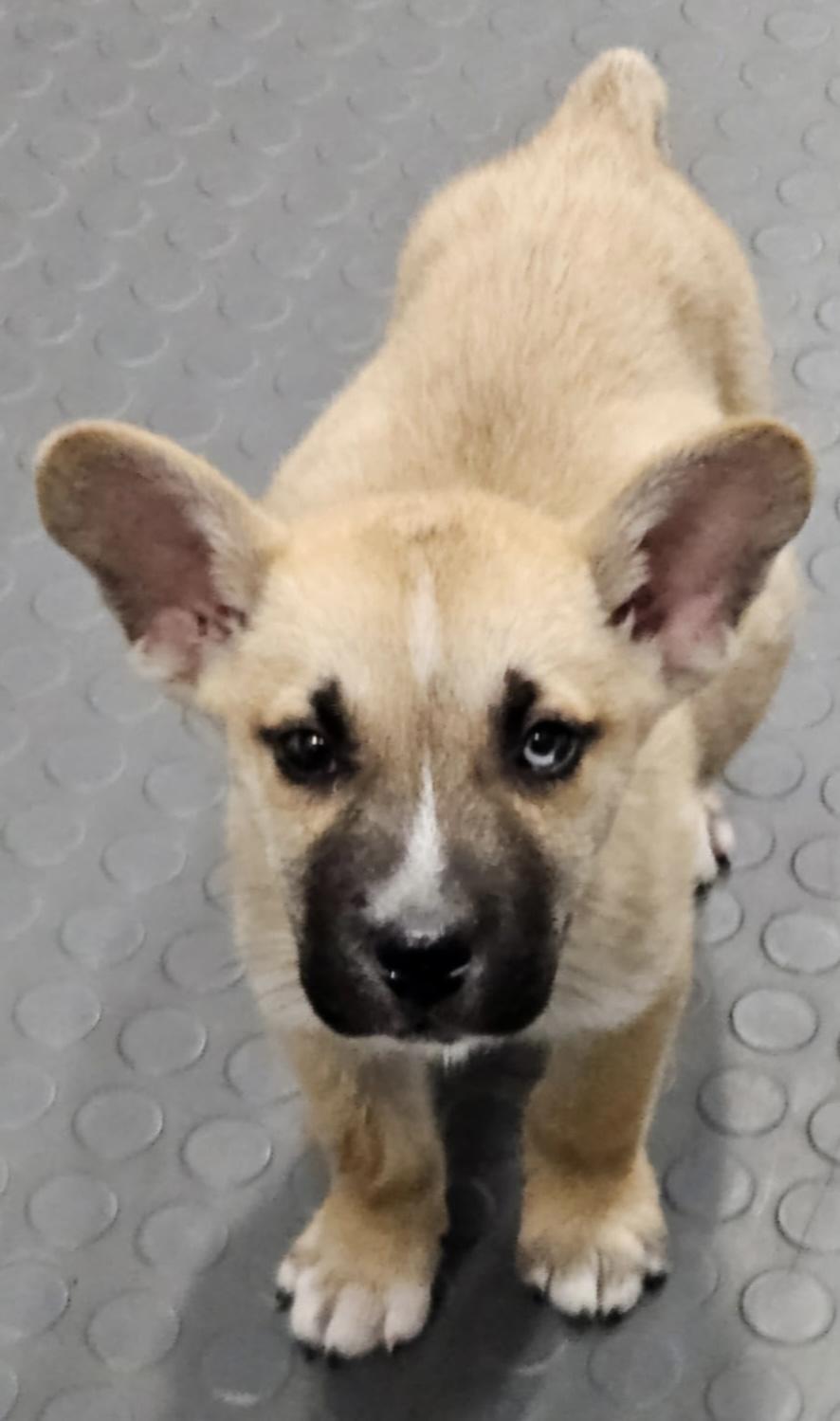 Charlie Brown thumbnail 6