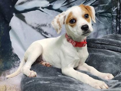 Enlarge Cookie, a Adoptable mixed breed in Elmira, NY image 1/3