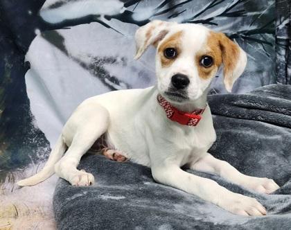 Enlarge Cookie, a Adoptable mixed breed in Elmira, NY image 2/3