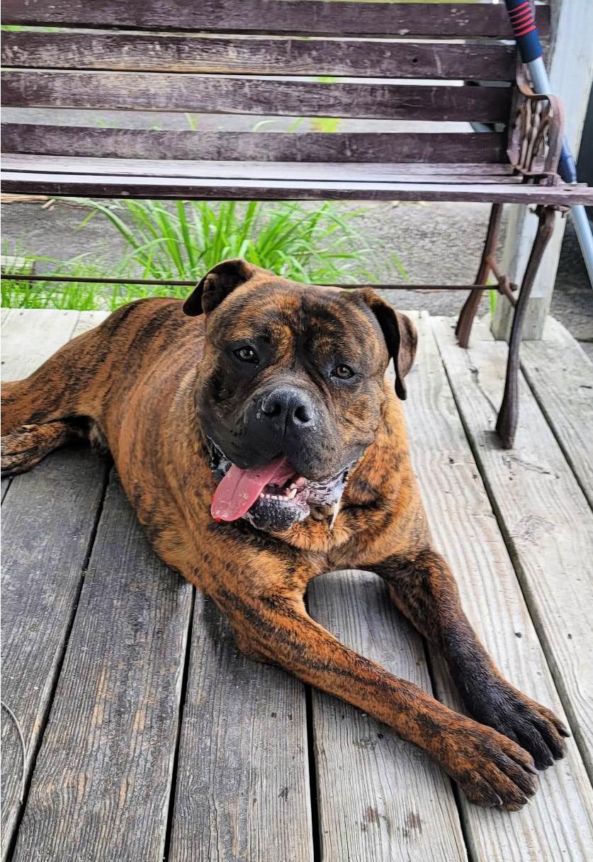 Enlarge Geronimo, a Adopted Boerboel in Norwood, GA image 2/5
