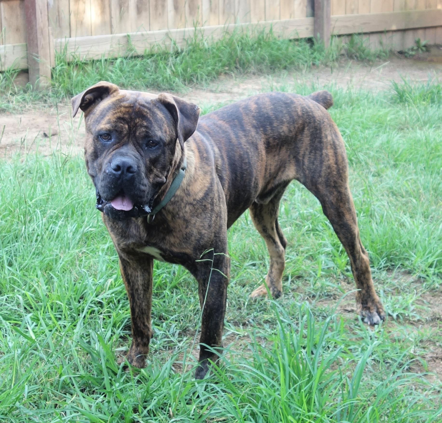 Enlarge Geronimo, a Adopted Boerboel in Norwood, GA image 3/5