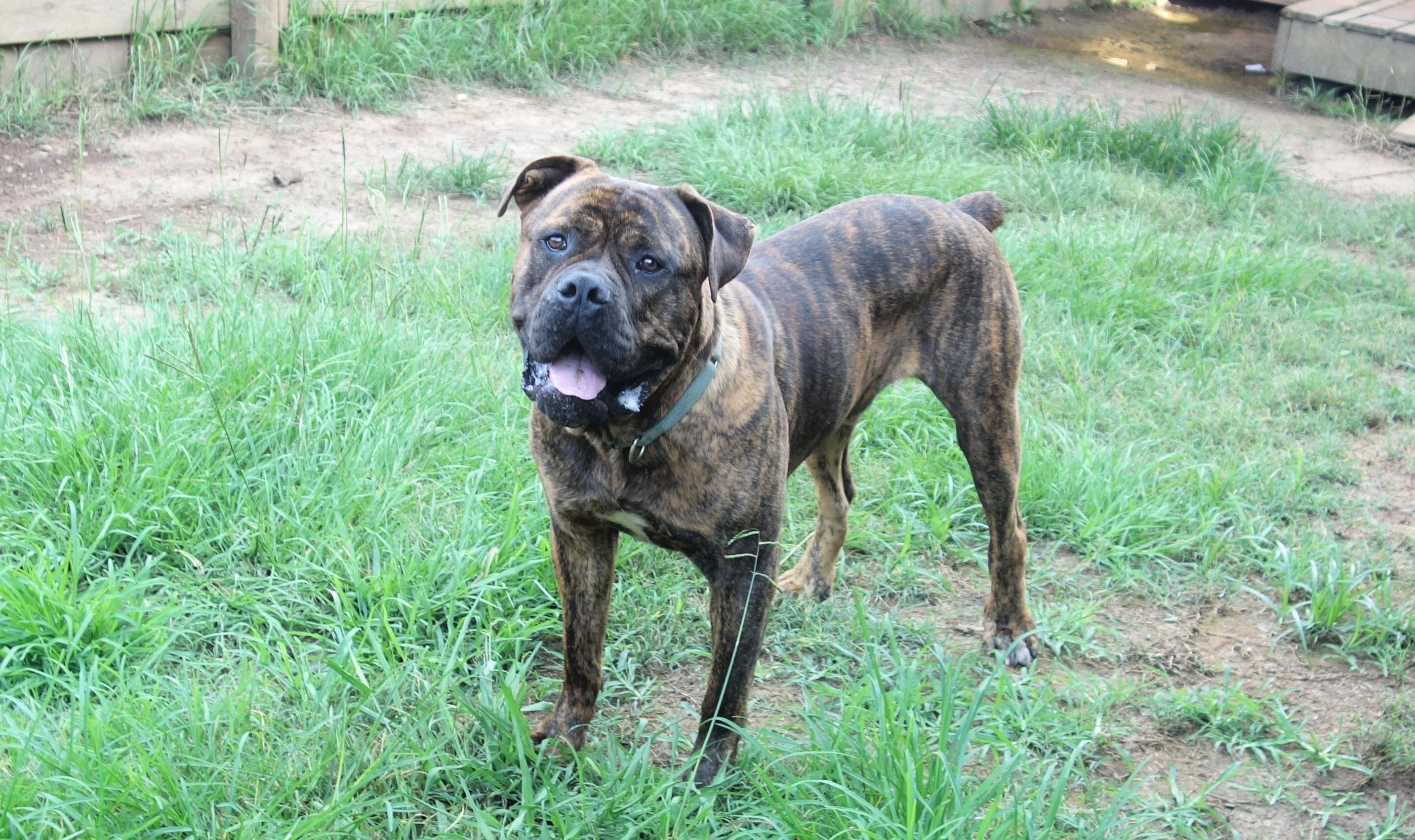 Enlarge Geronimo, a Adopted Boerboel in Norwood, GA image 4/5