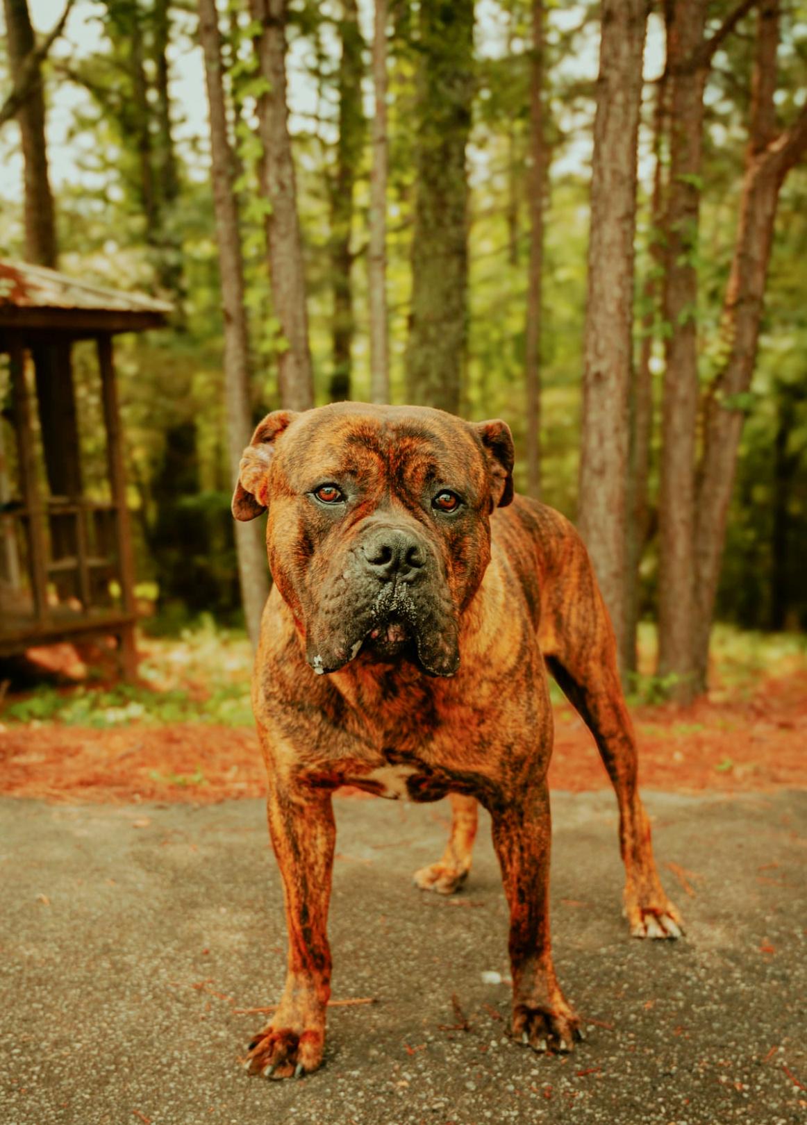 Enlarge Geronimo, a Adopted Boerboel in Norwood, GA image 5/5