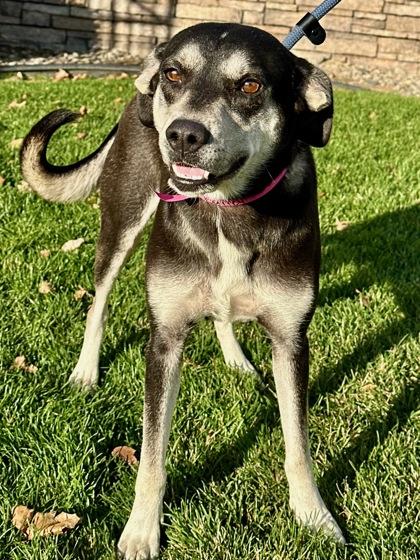 Bailey, Adoptable, Adult Female Shepherd & Siberian Husky.