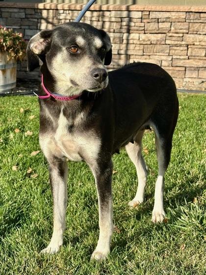 Enlarge Bailey, a Adoptable mixed breed in Yakima, WA image 2/3