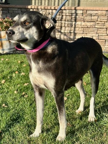 Enlarge Bailey, a Adoptable mixed breed in Yakima, WA image 3/3