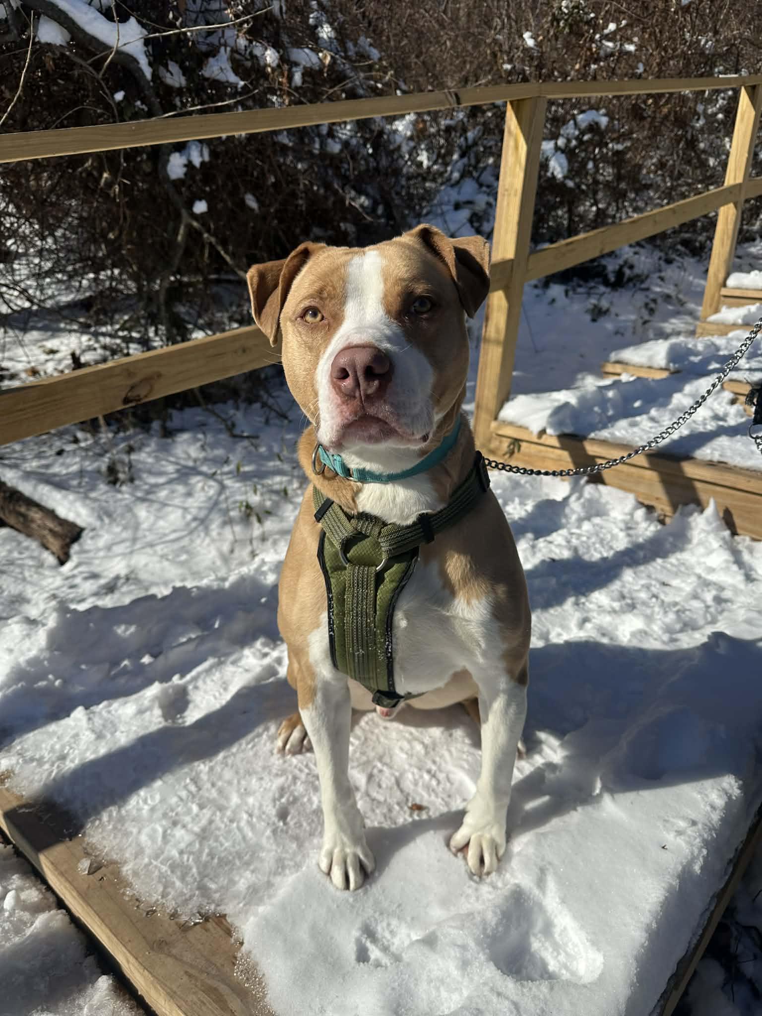 Mack, Adoptable, Adult Male Pit Bull Terrier.