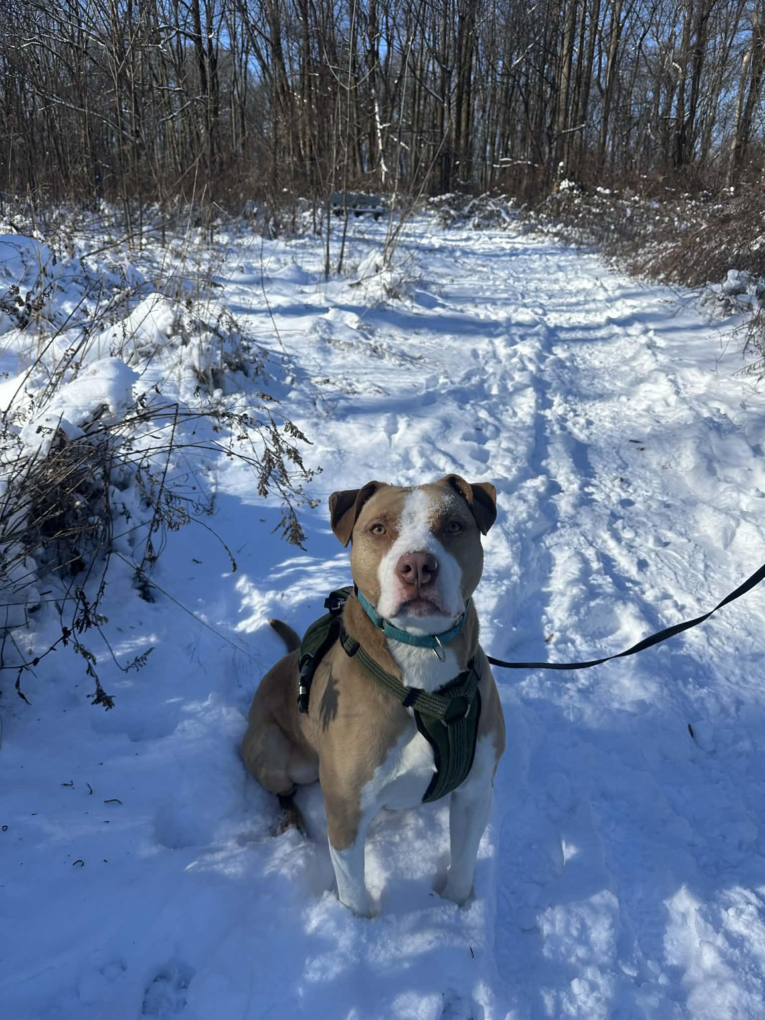 Enlarge Mack, a Adoptable Pit Bull Terrier in Myerstown, PA image 2/5