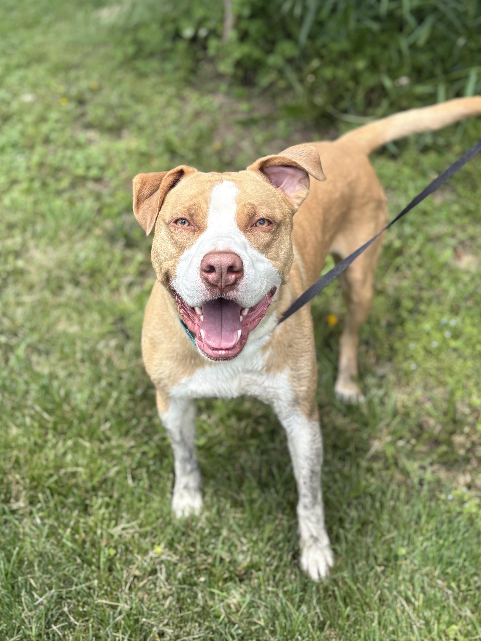 Mack, Adoptable, Adult Male Pit Bull Terrier.