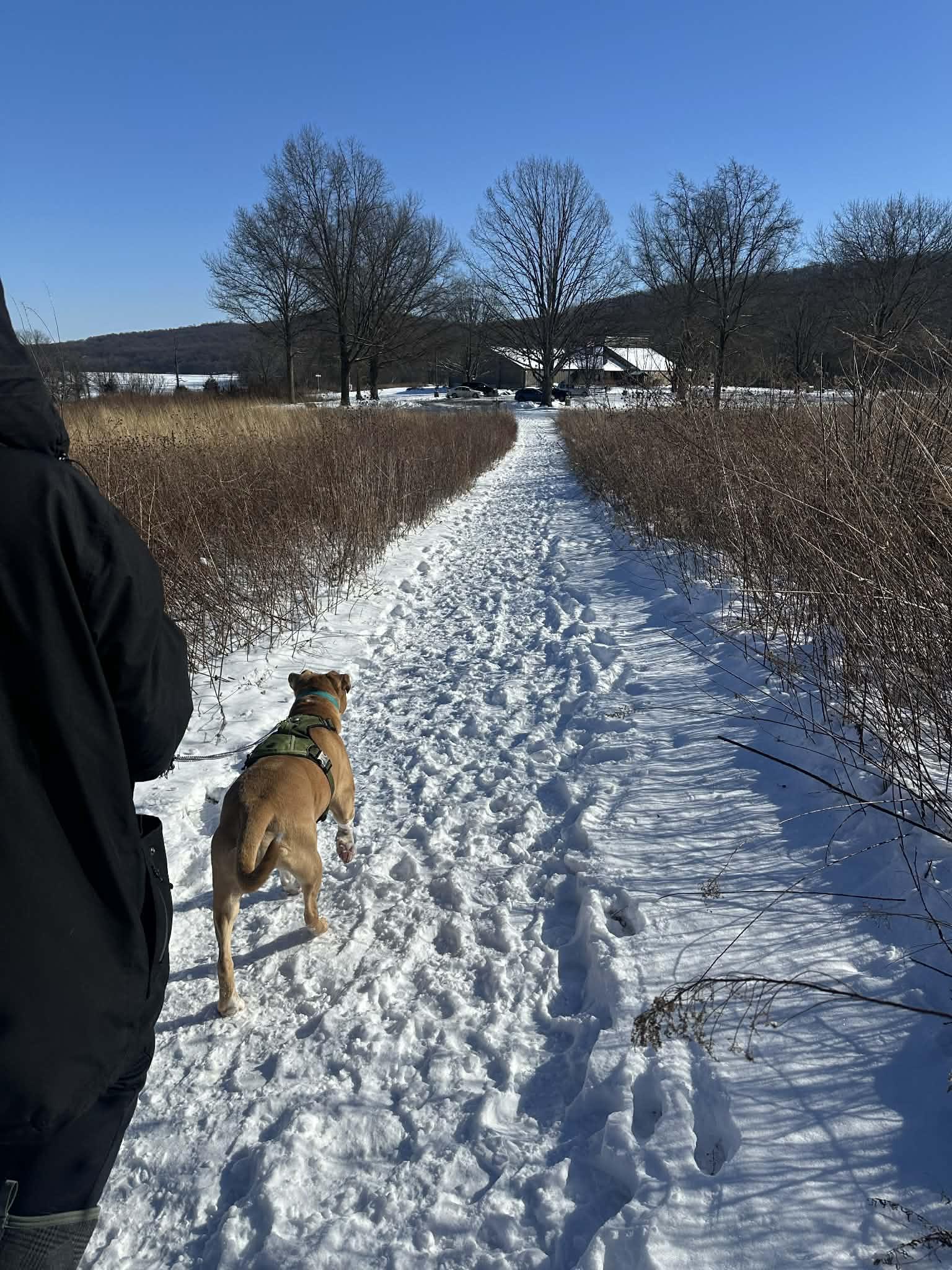 Enlarge Mack, a Adoptable Pit Bull Terrier in Myerstown, PA image 4/5