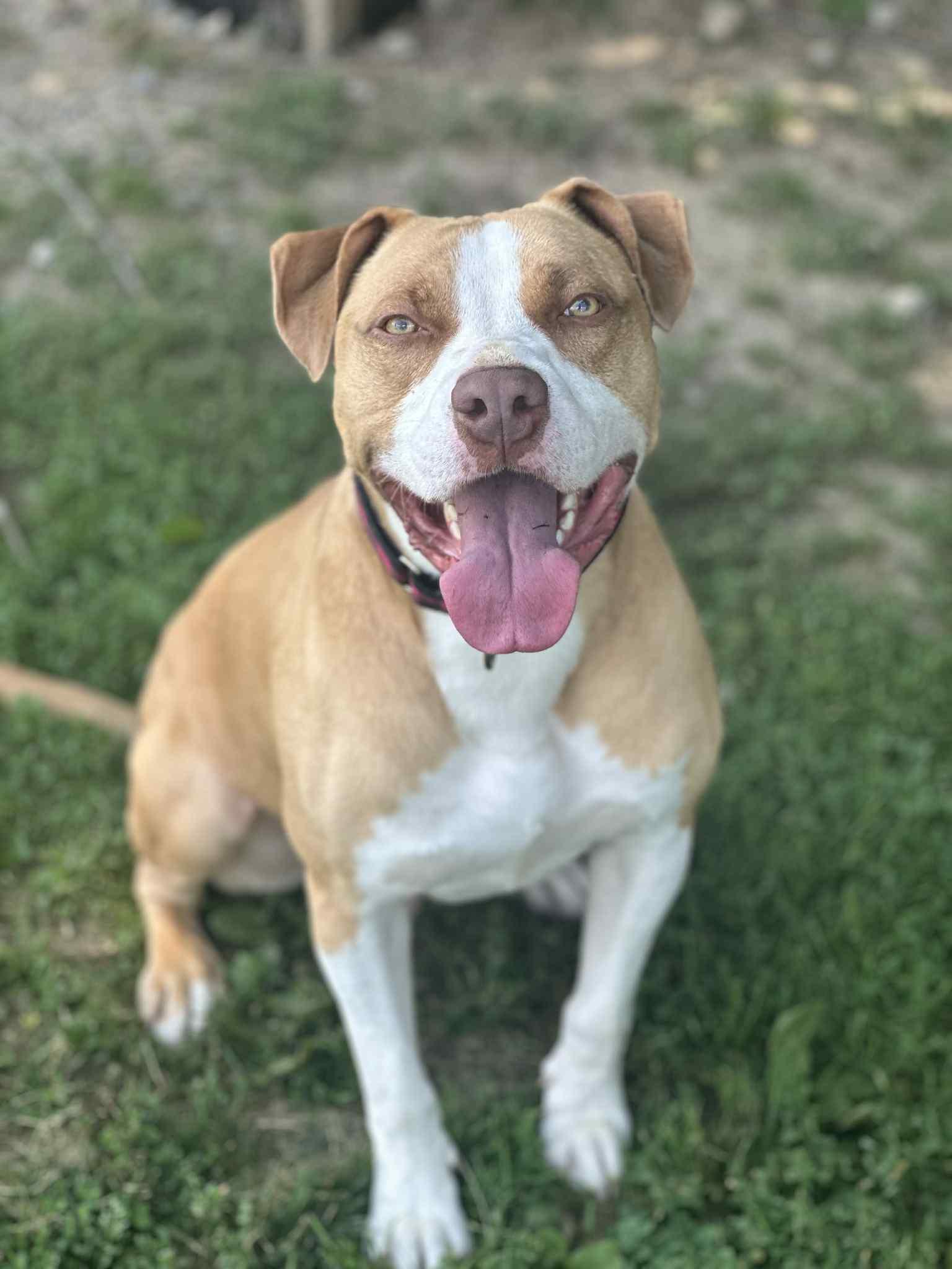 Mack, a Adoptable Pit Bull Terrier in Myerstown, PA image 3/11